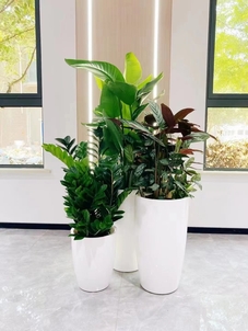 余姚植物租赁专业,为您打造绿色办公环境